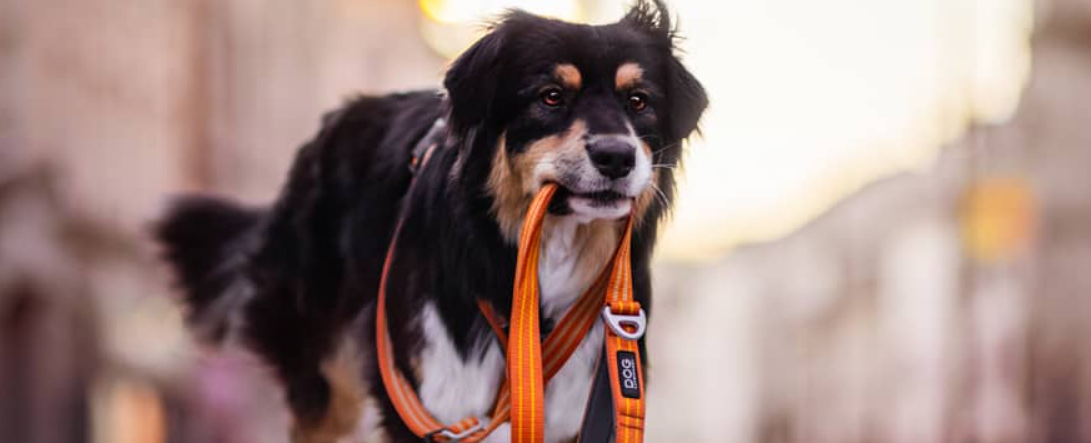 Pet Products Store -Pet Products Store LPH63K1Q3GDVSKA4J5AE