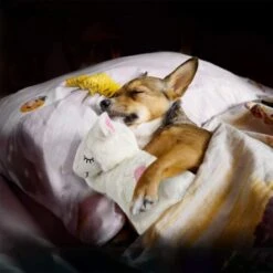 All For Paws Little Buddy Warm Bear Dog Toy 12 All For Paws Little Buddy Warm Bear Dog Toy -Pet Products Store allforpawslittlebuddywarmbeardogtoy 5