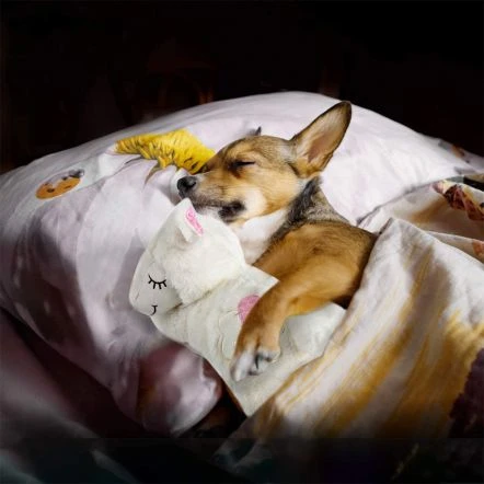 All For Paws Little Buddy Warm Bear Dog Toy 7 All For Paws Little Buddy Warm Bear Dog Toy - Image 5