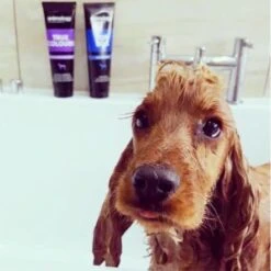 Animology True Colours Dog Shampoo -Pet Products Store animologytruecoloursdogshampoo250ml 2 1