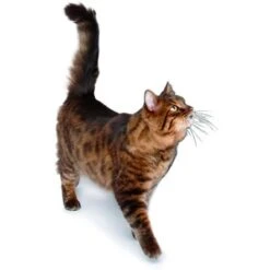 Applaws Chicken Breast With Pumpkin Canned Cat Food - 70 G - Pack Of 24 -Pet Products Store applawschickenbreastwithpumpkincannedcatfood70gx24pcs 6