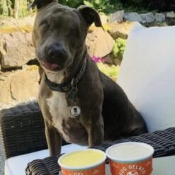 Bark Badge White Fun Badge For Pets -Pet Products Store barkbadgebadgeforpets 11