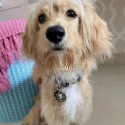 Bark Badge Full Camo Badge For Pets -Pet Products Store barkbadgebadgeforpets 13