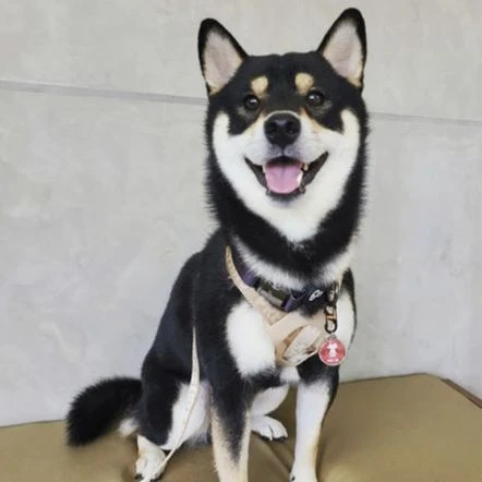 Bark Badge Wavy Red Badge For Pets 5 Bark Badge Wavy Red Badge For Pets - Image 3