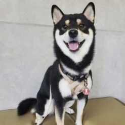 Bark Badge Pink Badge For Pets -Pet Products Store barkbadgebadgeforpets 7 1