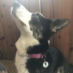 Bark Badge White Fun Badge For Pets -Pet Products Store barkbadgebadgeforpets 9 1