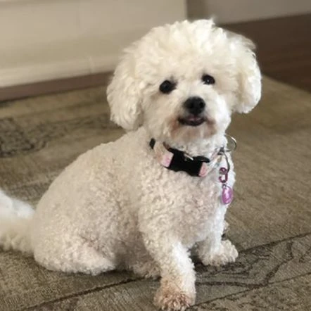 Bark Badge Bones And Balls Badge For Pets 9 Bark Badge Bones And Balls Badge For Pets - Image 7