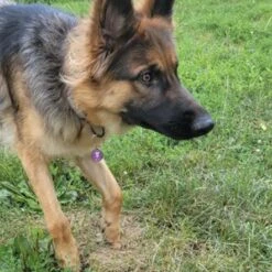 Bark Badge Forest Badge For Pets -Pet Products Store barkbadgepurplepawsbadgeforpets 5