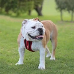 EzyDog Chest Plate Harness, Red 9 EzyDog Chest Plate Harness, Red -Pet Products Store ezydog chest plate harness red 3