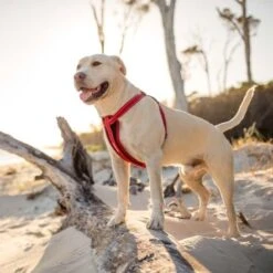 EzyDog Chest Plate Harness, Red 8 EzyDog Chest Plate Harness, Red -Pet Products Store ezydog chest plate harness red 4