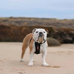 EzyDog Chest Plate Harness, Black -Pet Products Store ezydogchestplateharness black 3