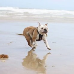 EzyDog Chest Plate Harness, Black -Pet Products Store ezydogchestplateharness black 4