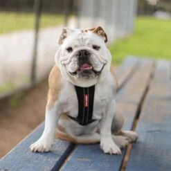 EzyDog Chest Plate Harness, Black -Pet Products Store ezydogchestplateharness black 5