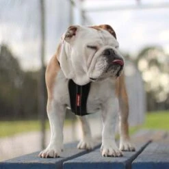 EzyDog Chest Plate Harness, Black -Pet Products Store ezydogchestplateharness black 6