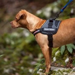 EzyDog Convert Dog Harness, Charcoal -Pet Products Store ezydogconvertdogharness charcoal 4