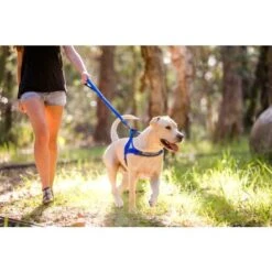 EzyDog Zero Shock Dog Lead 25" -Pet Products Store ezydogzeroshockdoglead25 blue 2
