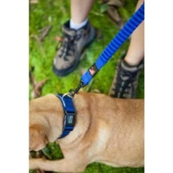 EzyDog Zero Shock Dog Lead 25" -Pet Products Store ezydogzeroshockdoglead25 blue 4