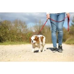 EzyDog Zero Shock Lite Dog Leash, 72" -Pet Products Store ezydogzeroshocklitedogleash 72 red 10