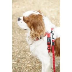 EzyDog Zero Shock Lite Dog Leash, 72" -Pet Products Store ezydogzeroshocklitedogleash 72 red 3