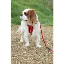 EzyDog Zero Shock Lite Dog Leash, 72" -Pet Products Store ezydogzeroshocklitedogleash 72 red 4