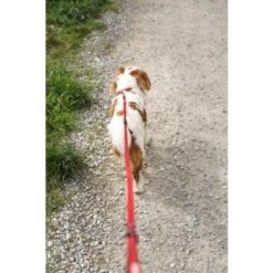 EzyDog Zero Shock Lite Dog Leash, 72" -Pet Products Store ezydogzeroshocklitedogleash 72 red 5