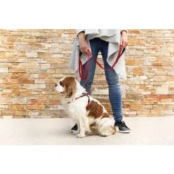 EzyDog Zero Shock Lite Dog Leash, 72" -Pet Products Store ezydogzeroshocklitedogleash 72 red 7