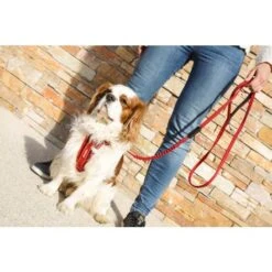 EzyDog Zero Shock Lite Dog Leash, 72" -Pet Products Store ezydogzeroshocklitedogleash 72 red 8
