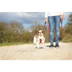 EzyDog Zero Shock Lite Dog Leash, 72" -Pet Products Store ezydogzeroshocklitedogleash 72 red 9