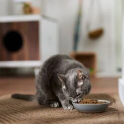 Farmina N&D Prime Chicken And Pomegranate Neutered Cat Food - 5 Kg -Pet Products Store farminachicken pomegranteneuteredcatdryfood 1.5kg 4 1