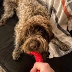 Jersey Dog Co Chompi Bone With Treat Pockets Dog Toy - 7 Inch -Pet Products Store jerseydogcochompibonewithtreatpocketsdogtoy 7inch blue 6