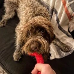 Jersey Dog Co Chompi Bone With Treat Pockets Dog Toy - 7 Inch -Pet Products Store jerseydogcochompibonewithtreatpocketsdogtoy 7inch red 5