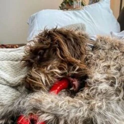 Jersey Dog Co Chompi Bone With Treat Pockets Dog Toy - 7 Inch -Pet Products Store jerseydogcochompibonewithtreatpocketsdogtoy 7inch red 6