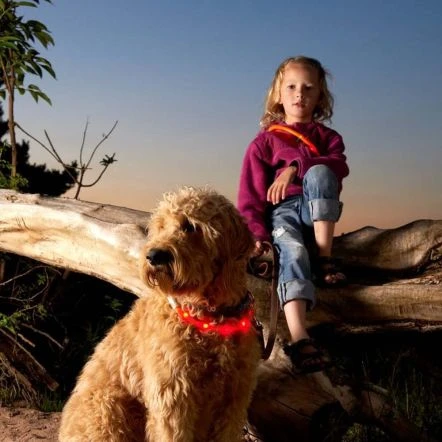 Karlie Visio Light LED Zebra Dog Collar - Violet/Pink 5 Karlie Visio Light LED Zebra Dog Collar - Violet/Pink - Image 3