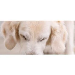 M-Pets Crock Stainless Steel Bowl 5 M-Pets Crock Stainless Steel Bowl -Pet Products Store m pets crock stainless steel bowl 3620 ml 2 1