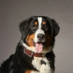 MyFamily Bone Bronx Studs Pet ID Tag - XLarge -Pet Products Store myfamilybonebronxstudspetidtag xlarge 3