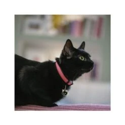 MyFamily British Shorthair Cat Pet ID Tag - Black -Pet Products Store myfamilybritishshorthaircatpetidtagblack3