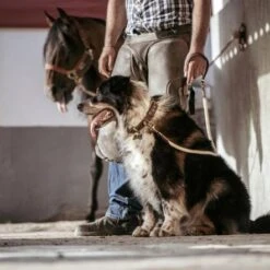 MyFamily El Paso Genuine Italian Brown Leather And Rope Dog Leash - Medium -Pet Products Store myfamilyelpasogenuineitalianbrownleatherandropedogleash medium 4