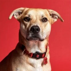 MyFamily Memopet Red Dog Collar -Pet Products Store myfamilymemopetreddogcollar small 3