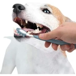 Nylabone Advanced Oral Care Dog Dental Kit -Pet Products Store nylaboneadvancedoralcaredogdentalkit 4