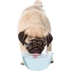 Nylabone Advanced Oral Care Liquid Tartar Remover -Pet Products Store nylaboneadvancedoralcareliquidtartarremover 5