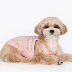 Puppia Drury Dog Dress -Pet Products Store puppiadrurydogdress small 4
