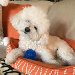 Royal Pet Gnawsome Squeaker Ball - 2.5" - Small -Pet Products Store royalpetgnawsomesqueakerball 2.5 small 3