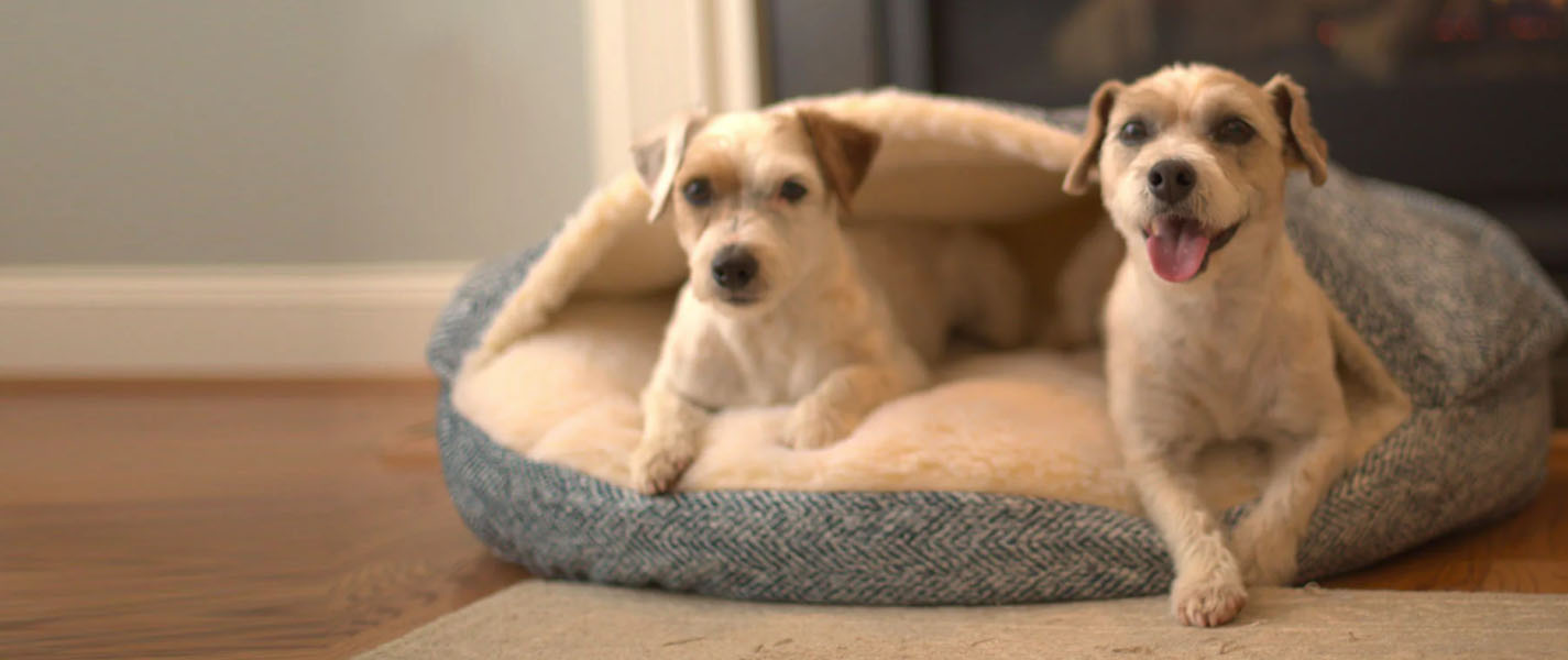 Pet Products Store -Pet Products Store sdgg