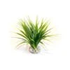 Sydeco Oasis Variegated -Pet Products Store sydecooasisvariegated 1