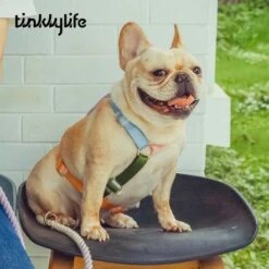 Tinklylife Easy Walk Dog Harness - Rainbow -Pet Products Store tinklylife easy walk dog harness rainbow xxsmall 4