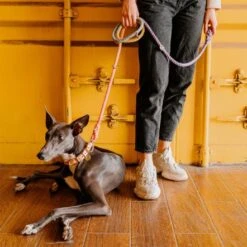 Tinklylife Rainbow Dog Collar -Pet Products Store tinklyliferainbowdogcollar small 10