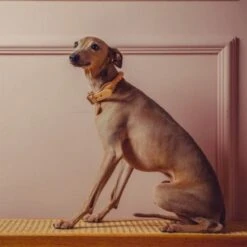 Tinklylife Rainbow Dog Collar -Pet Products Store tinklyliferainbowdogcollar small 4