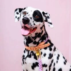 Tinklylife Rainbow Dog Collar -Pet Products Store tinklyliferainbowdogcollar small 5