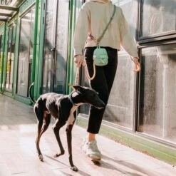 Tinklylife Rainbow Dog Collar -Pet Products Store tinklyliferainbowdogcollar small 7