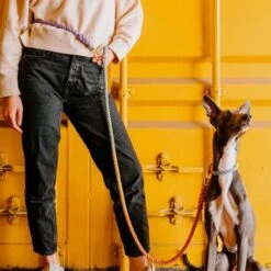 Tinklylife Rainbow Dog Collar -Pet Products Store tinklyliferainbowdogcollar small 8